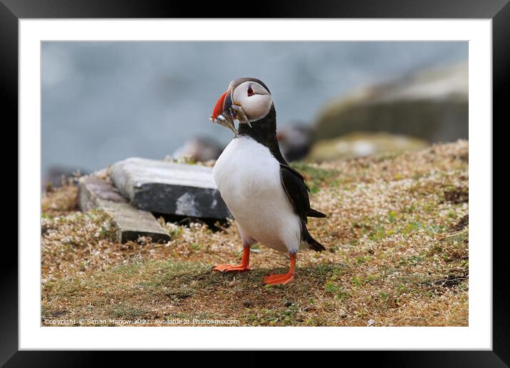 Atlantic Puffin on the cliff edge in Northumberland Framed Mounted Print by Simon Marlow