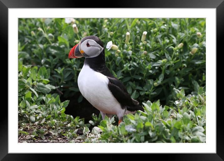Adorable Atlantic Puffin Framed Mounted Print by Simon Marlow