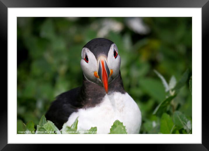 Atlantic Puffin Framed Mounted Print by Simon Marlow