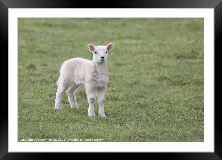 Spring Lamb Framed Mounted Print by Simon Marlow