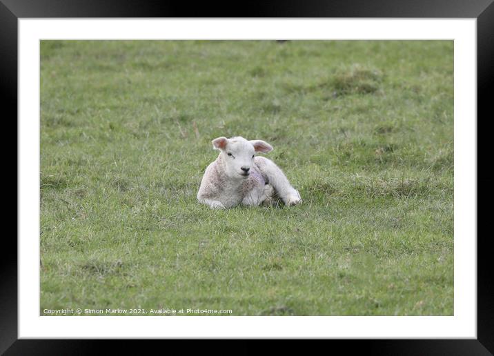 Spring Lamb Framed Mounted Print by Simon Marlow