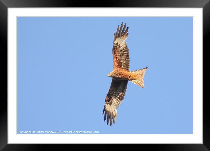 Majestic Red Kite Soaring Framed Mounted Print by Simon Marlow