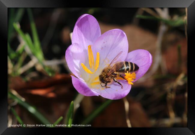 Bee on a spring Flower Framed Print by Simon Marlow