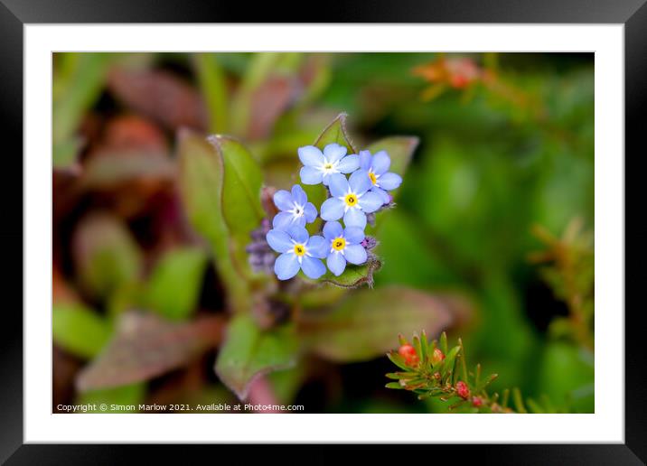 Enchanting Blue Blossoms Framed Mounted Print by Simon Marlow
