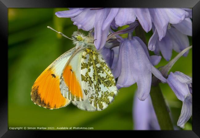 Majestic Orange Tip Butterfly in Springtime Framed Print by Simon Marlow