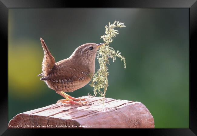 Wrens Nesting Instinct Framed Print by Simon Marlow