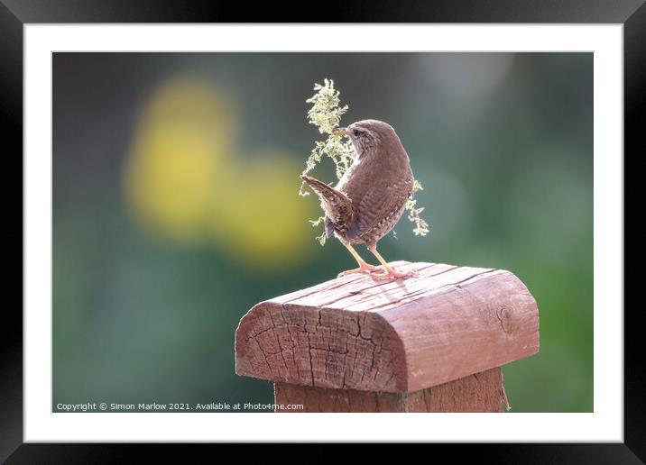 The Busy Wrens Nesting Quest Framed Mounted Print by Simon Marlow