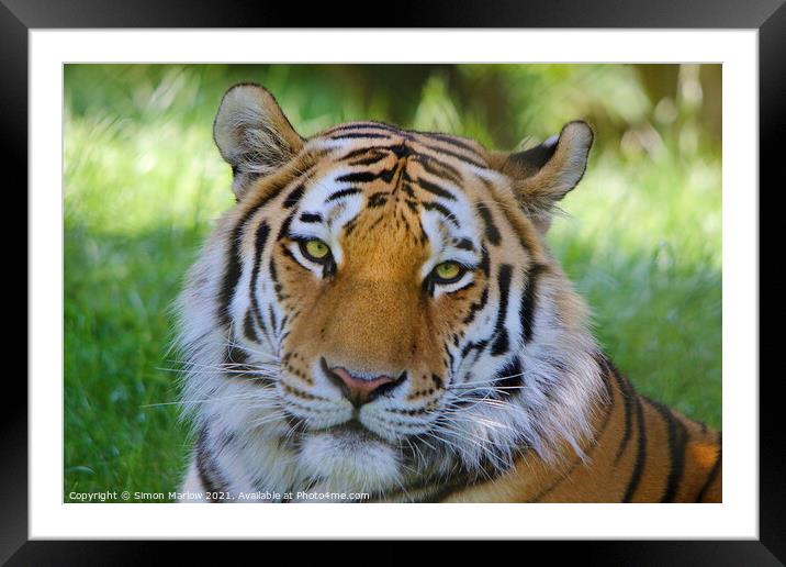 Majestic Siberian Tiger Stares into Your Soul Framed Mounted Print by Simon Marlow