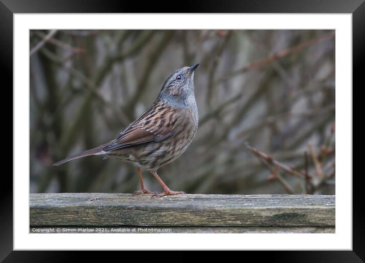Serene Dunnock in Majestic Environment Framed Mounted Print by Simon Marlow
