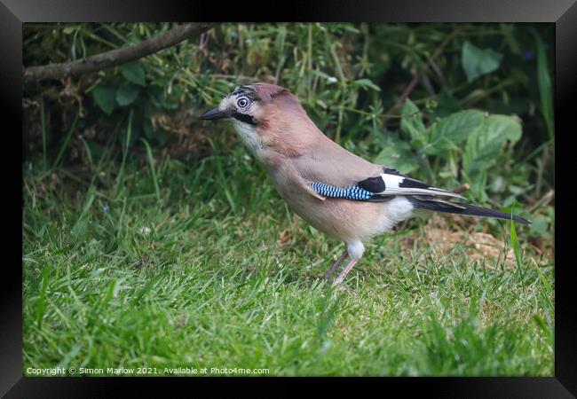 Jay on grass Framed Print by Simon Marlow