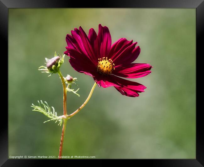 Enchanting Cosmos Bloom Framed Print by Simon Marlow