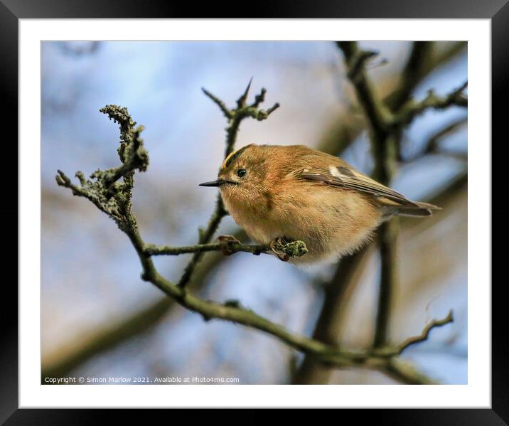 Goldcrest Framed Mounted Print by Simon Marlow