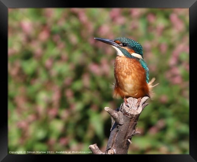 Kingfisher Framed Print by Simon Marlow