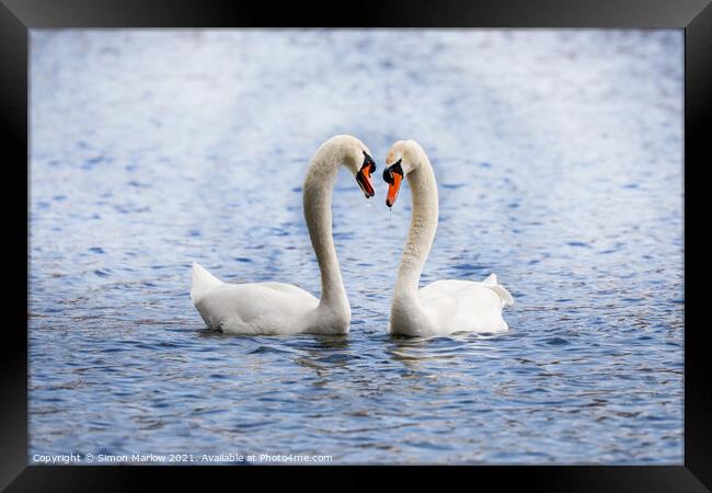 Swan during their courtship ritual Framed Print by Simon Marlow
