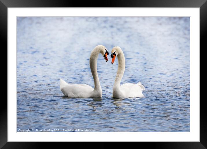 Swan during their courtship ritual Framed Mounted Print by Simon Marlow