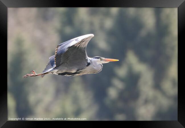 Majestic Grey Heron in Flight Framed Print by Simon Marlow