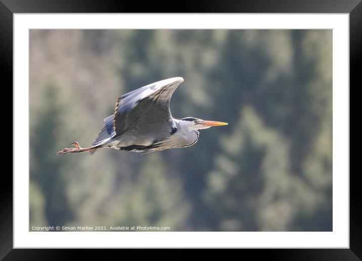 Majestic Grey Heron in Flight Framed Mounted Print by Simon Marlow
