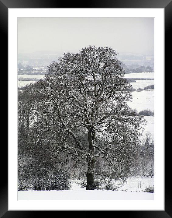 Tree in Snow  Framed Mounted Print by Matthew jones