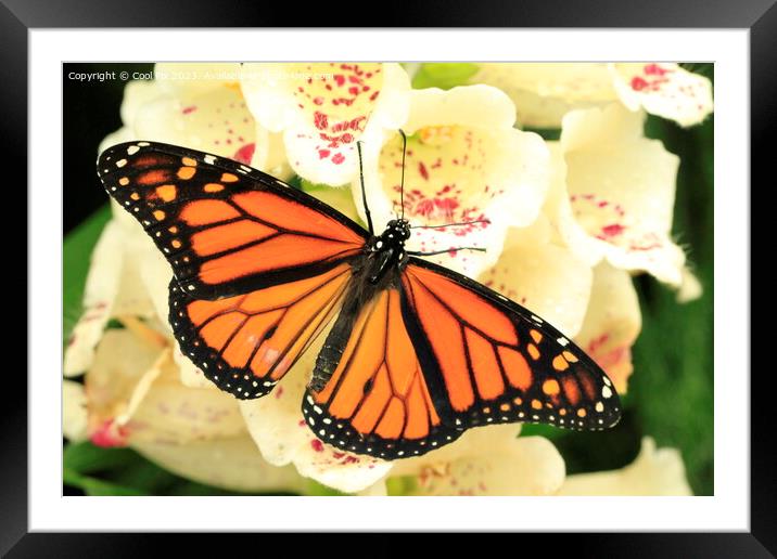 Butterfly on a flower Framed Mounted Print by Arun 