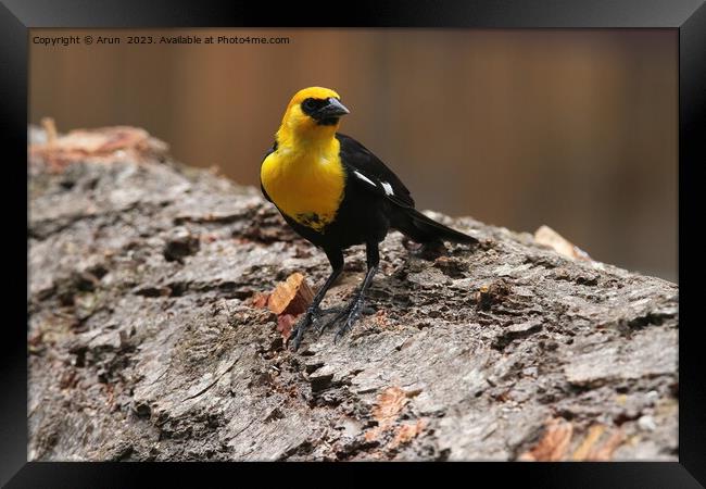 Yellow headed blackbirds Framed Print by Arun 