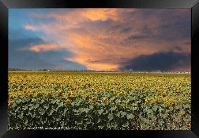 Sunflowers in the field Framed Print by Arun 