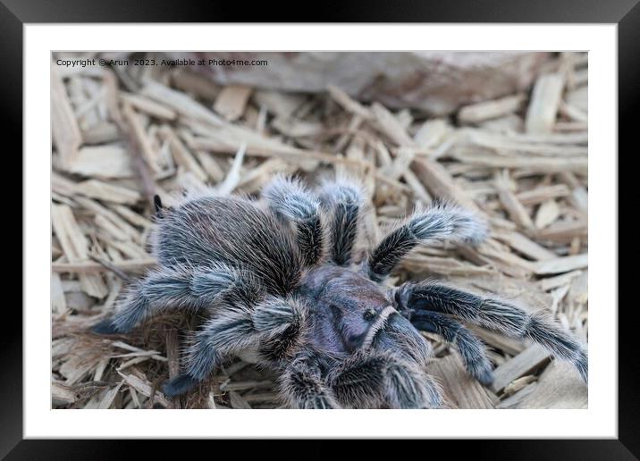 Tarantula in the wild Framed Mounted Print by Arun 