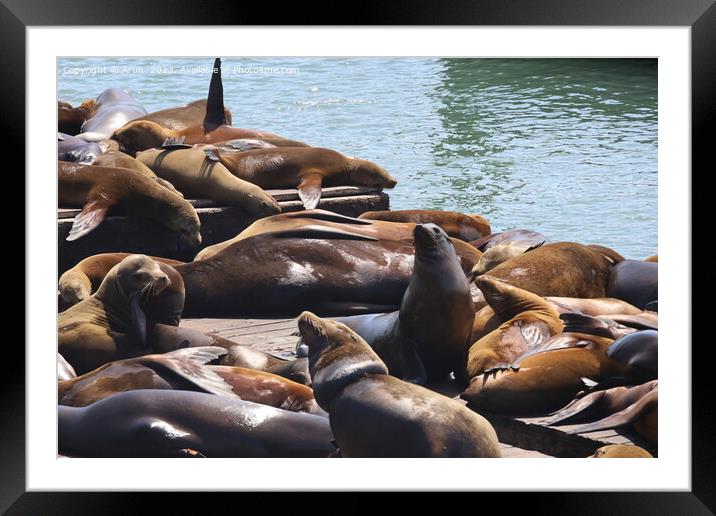Seals in pier 39 in San Francisco Framed Mounted Print by Arun 