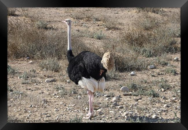 Ostrich and Emu  in Solvang, California Framed Print by Arun 