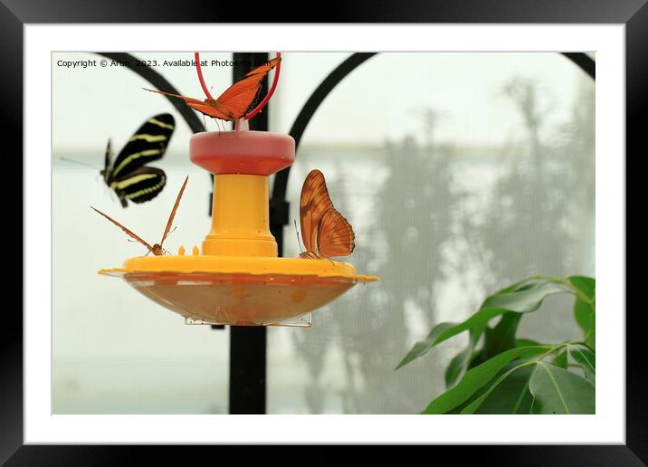Butterfly on feeder Framed Mounted Print by Arun 