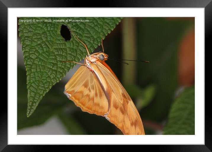 Butterflies on a flower in nature Framed Mounted Print by Arun 