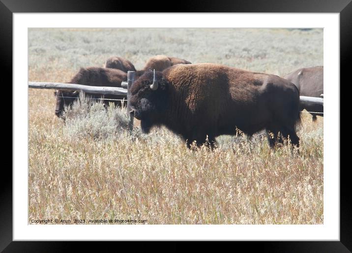 Bison at Yellowstone national park in Wyoming USA Framed Mounted Print by Arun 