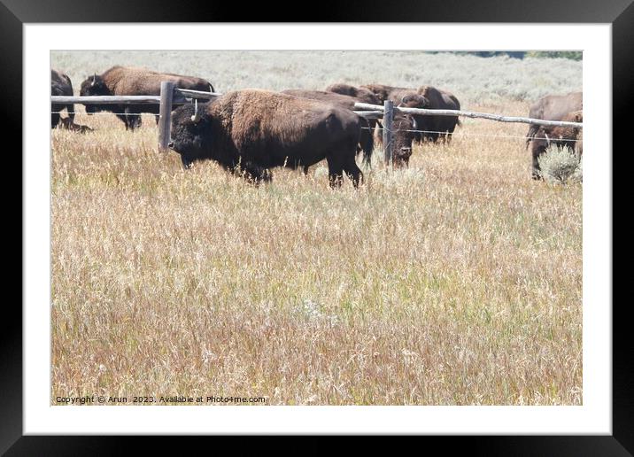 Bison at Yellowstone national park in Wyoming USA Framed Mounted Print by Arun 