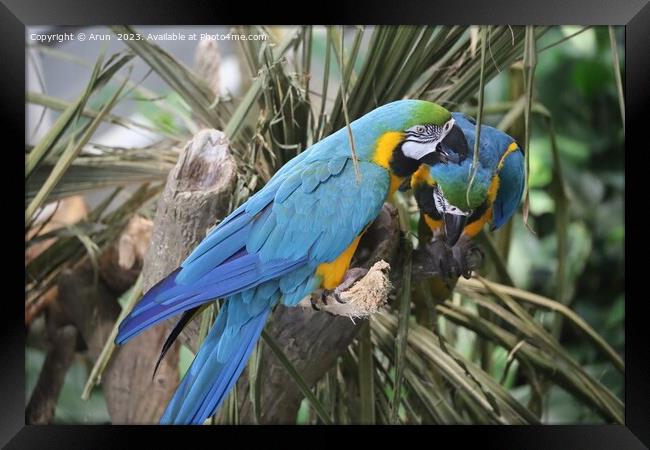Macaws at the California Academy of Science Framed Print by Arun 