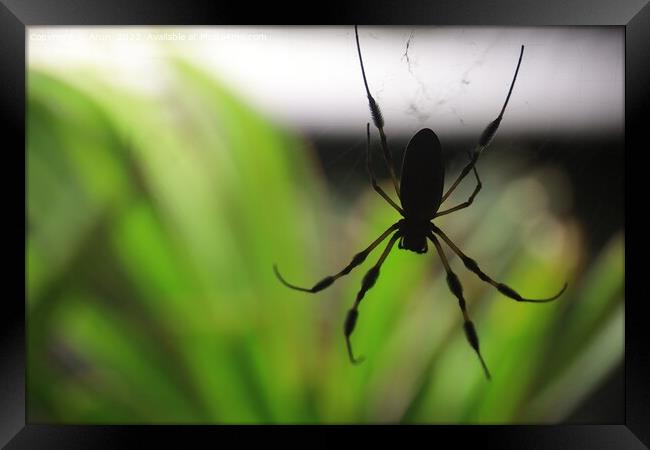 Golden Silk Spider at the California Academy of Science Framed Print by Arun 