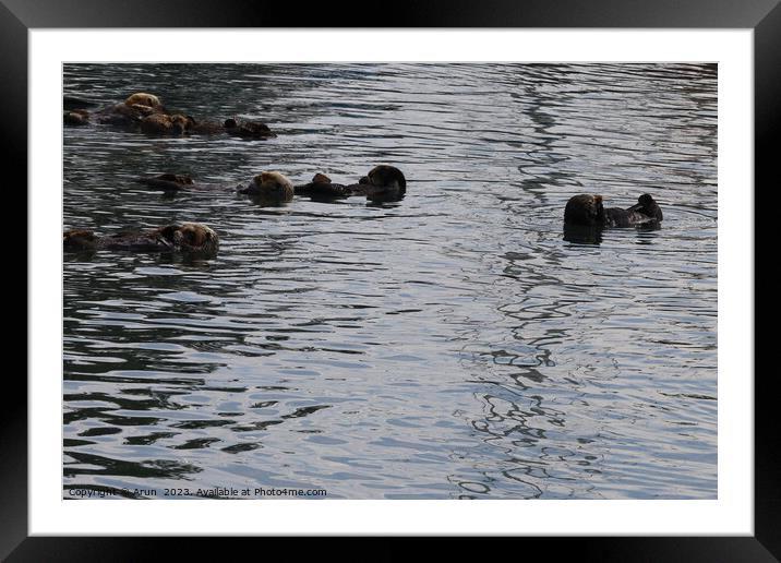 Otters in the ocean Framed Mounted Print by Arun 