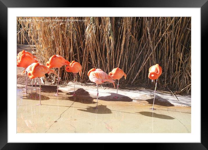 Zoo in Albuquerque New Mexico Framed Mounted Print by Arun 