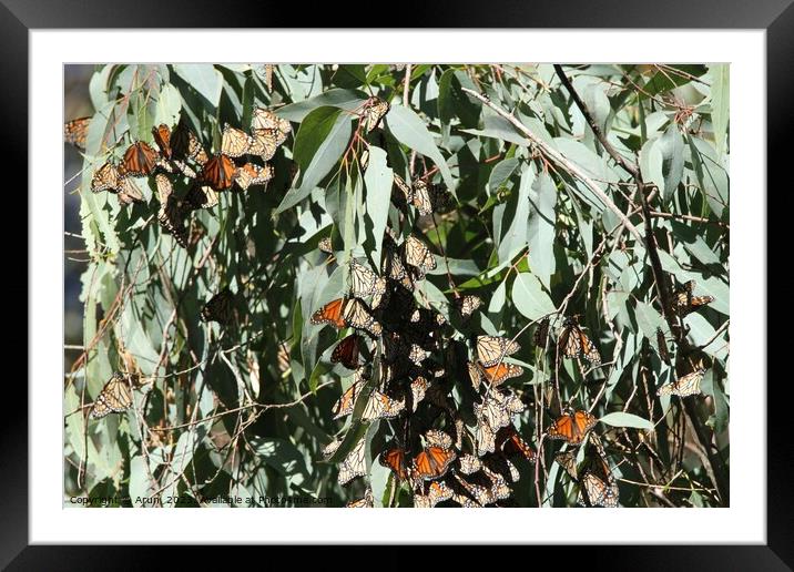 Butterfly Migration Framed Mounted Print by Arun 