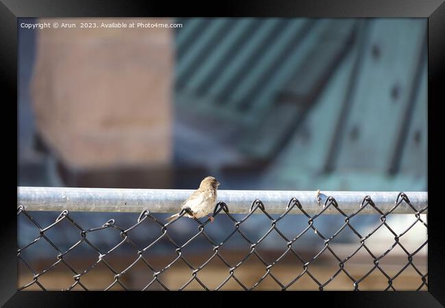 Birds on a fence in Salt Lake city Utah Framed Print by Arun 