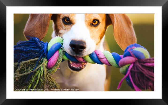 Beagle dog runs in garden towards the camera with colorful toy. Sunny day dog fetching a toy. Framed Mounted Print by Przemek Iciak