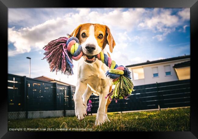 Dog run, beagle jumping fun in the garden summer sun with a toy fetching Framed Print by Przemek Iciak