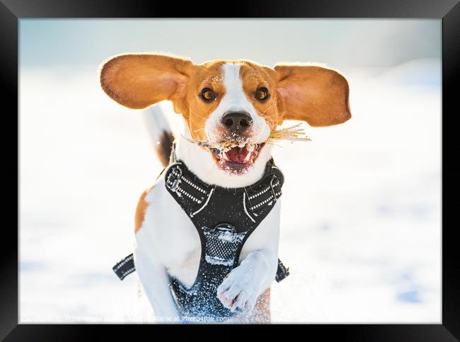 Tricolor beagle dog having fun in deep snow in win Framed Print by Przemek Iciak