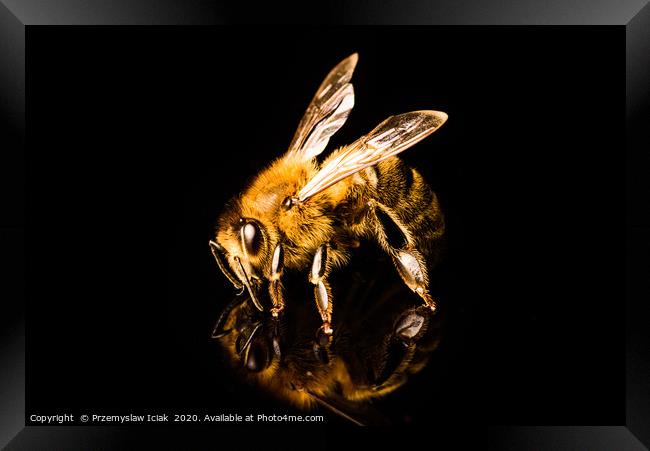 Honey bee detailed macro shoot  Framed Print by Przemek Iciak