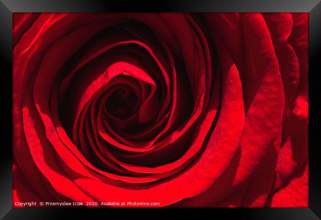 Red rose closeup in sun light Framed Print by Przemek Iciak