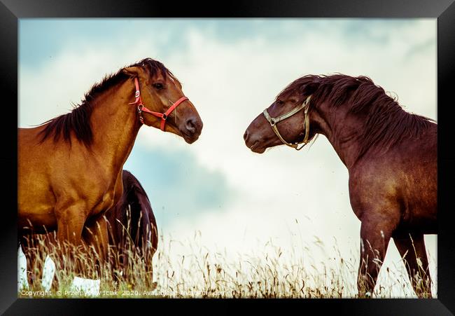 Two brown horses on a meadow before sunset Framed Print by Przemek Iciak