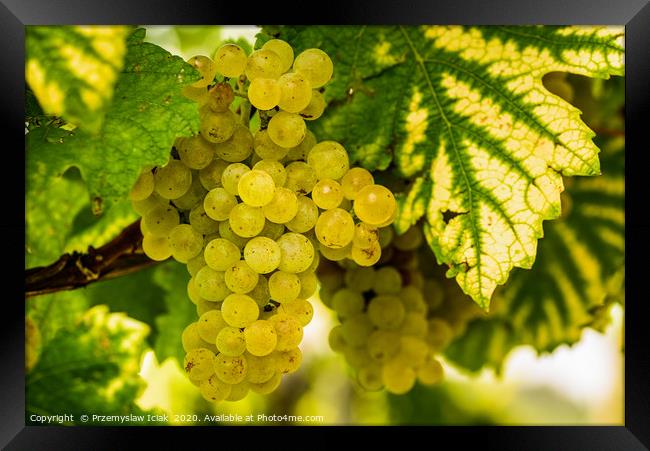 White grapes in a vineyard before harvest Framed Print by Przemek Iciak