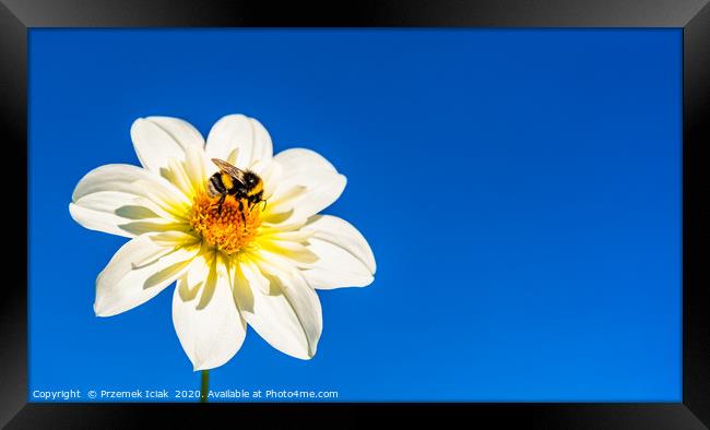 Bumble bee covered with yellow pollen collecting n Framed Print by Przemek Iciak