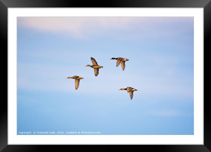 Group of  wild ducks flying against blue sky Framed Mounted Print by Przemek Iciak
