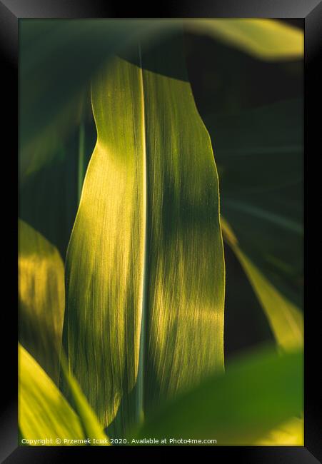 Green growing leaves of maize in a field. Framed Print by Przemek Iciak
