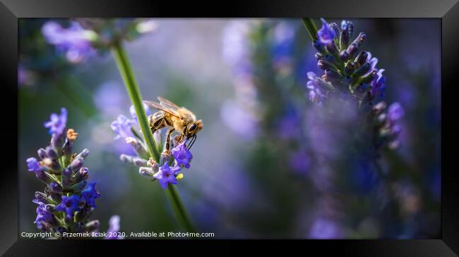 Close-up photo of a Honey Bee gathering nectar and spreading pollen on violet flovers of lavender. Framed Print by Przemek Iciak