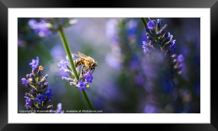 Close-up photo of a Honey Bee gathering nectar and spreading pollen on violet flovers of lavender. Framed Mounted Print by Przemek Iciak